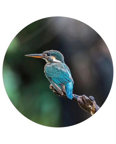 WallArt Papier peint cercle The Kingfisher 190 cm