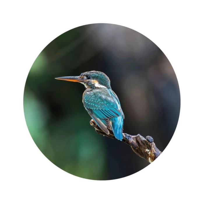 WallArt Papier peint cercle The Kingfisher 190 cm