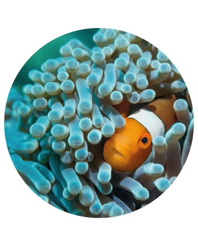 WallArt Papier peint cercle Nemo the Anemonefish 190 cm