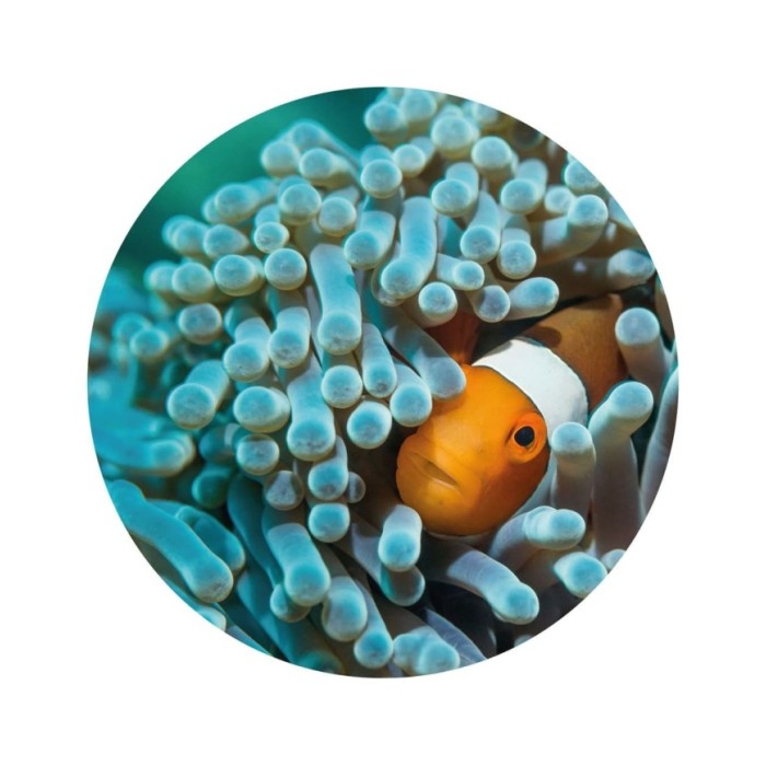 WallArt Papier peint cercle Nemo the Anemonefish 190 cm